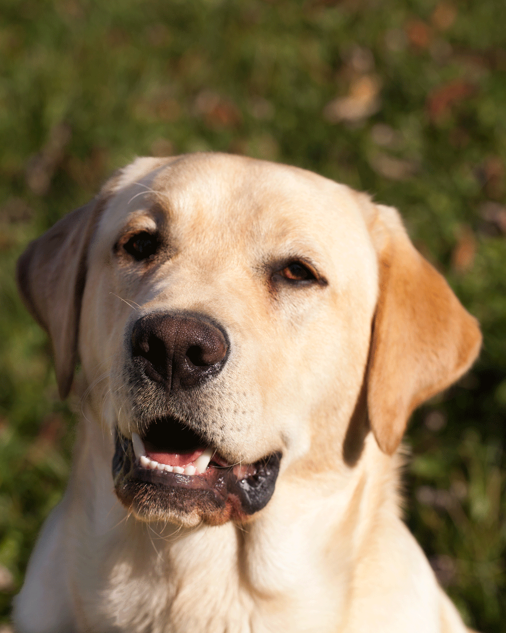 Gauge hs MooseLake Labradors