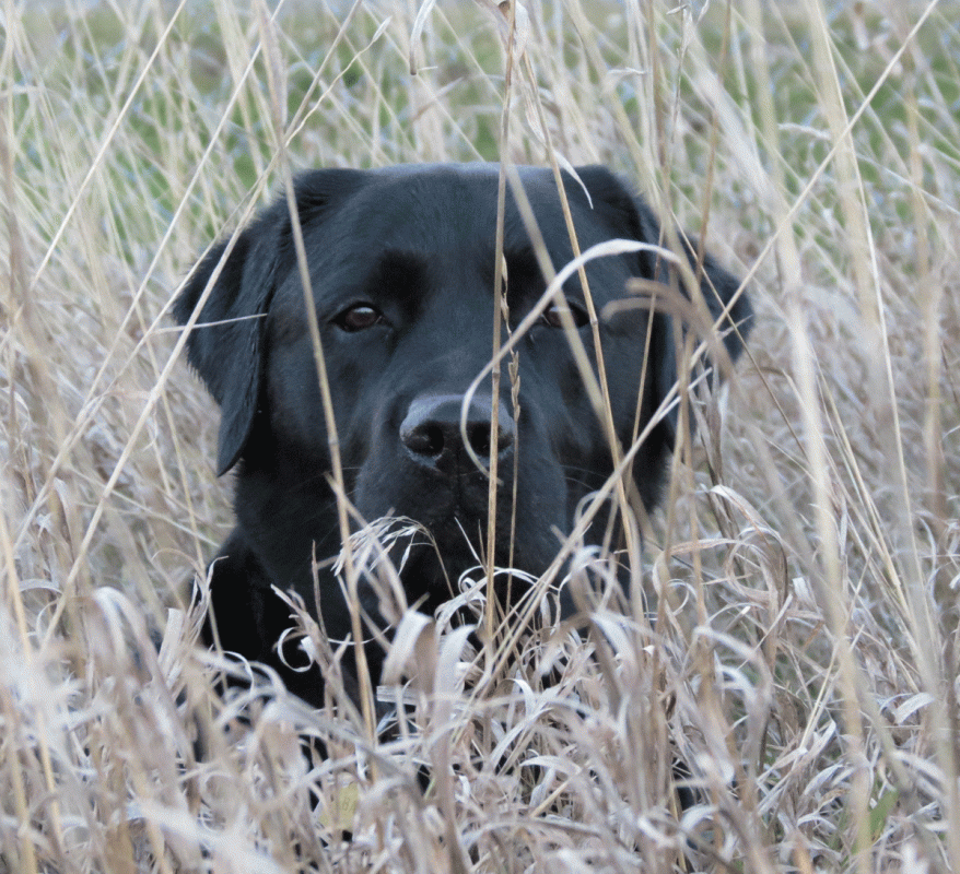 Curated visual reference: Picture Idea: Tall Grass