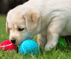 alice_8wk