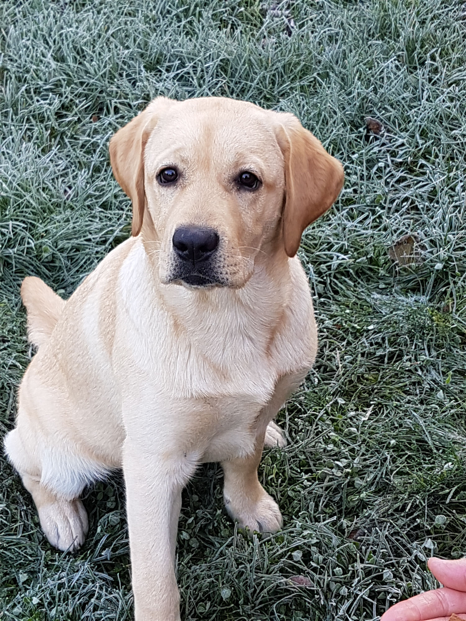 Biscuit MooseLake Labradors Biscuit MooseLake Labradors